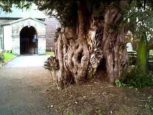 Ancient Yew tree