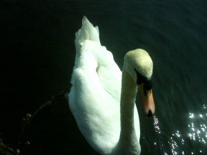 Chestertourist.com - The swans at the Groves